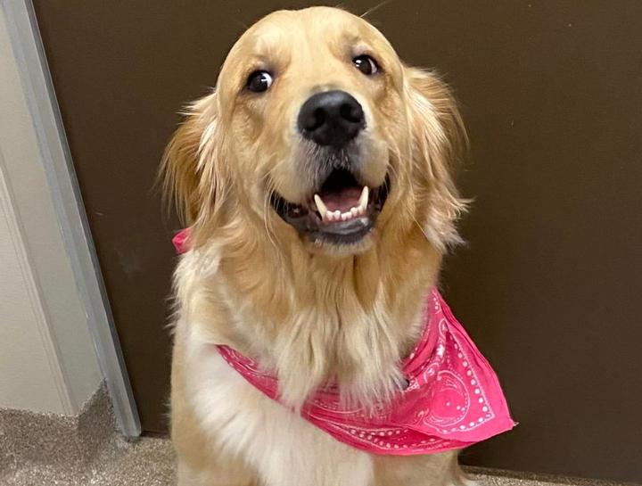 pine-lakes-animal-hospital-386-447-7381